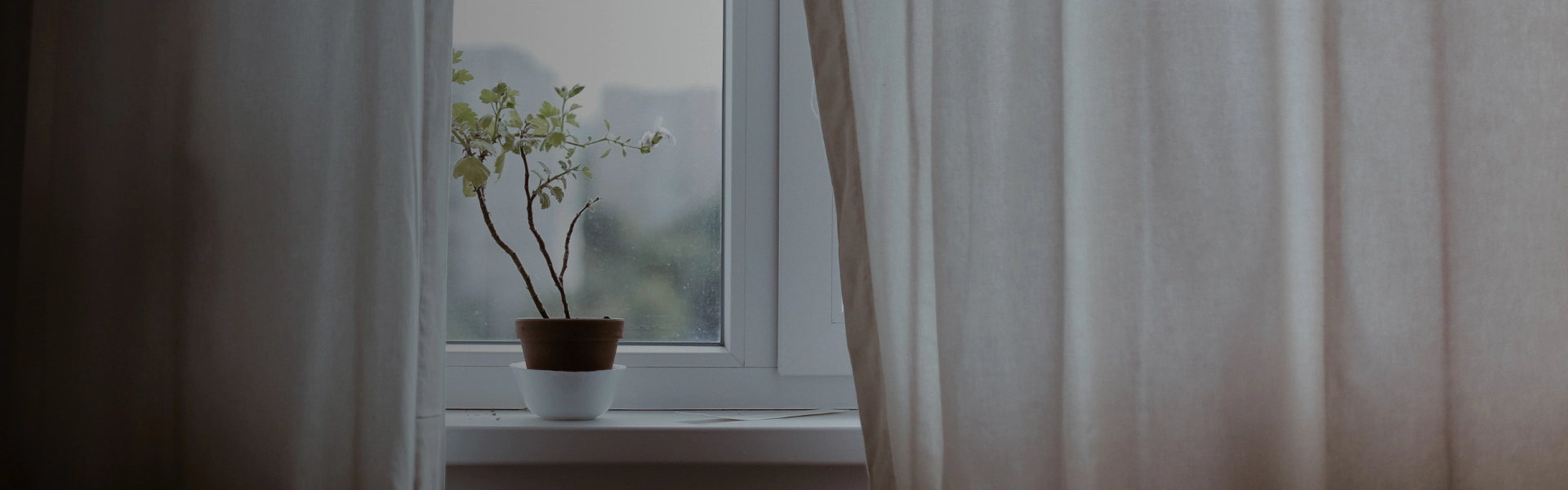 small plant on top of window shelf